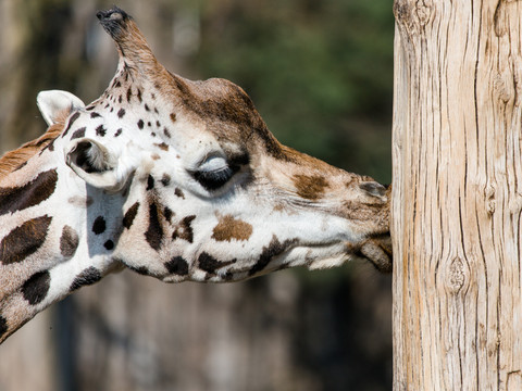 Der Kopf einer Giraffe, die in ihrer Analge im Zoo leipzig in der Erlebniswelt Afrika zuhause ist, küsst und knabbert einen Baumstamm