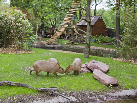 Drei Capybaras beschnüffeln sich in ihrer Außenanlage im Leipziger Zoo