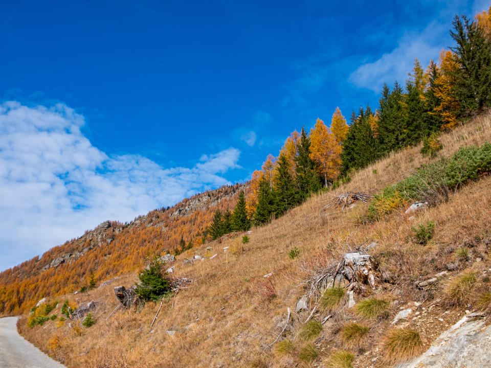 Goldene Herbstfarben im Simplon Süd - Hittuwald