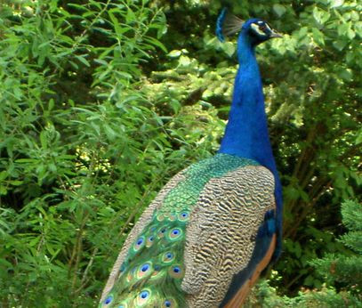 Peacock in the Forstbotanischen Garten
