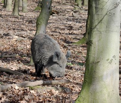 Wild boar, Gut Leidenhausen in Cologne-Porz