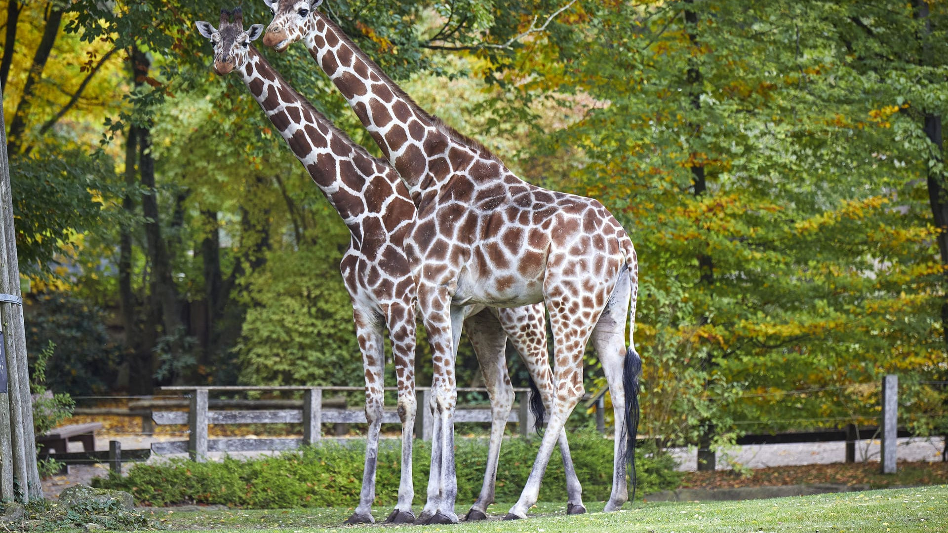 muenster-allwetterzoo-giraffe
