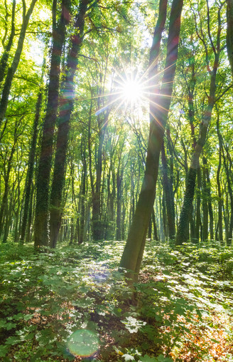 Stemweder Berg Waldlehrpfad