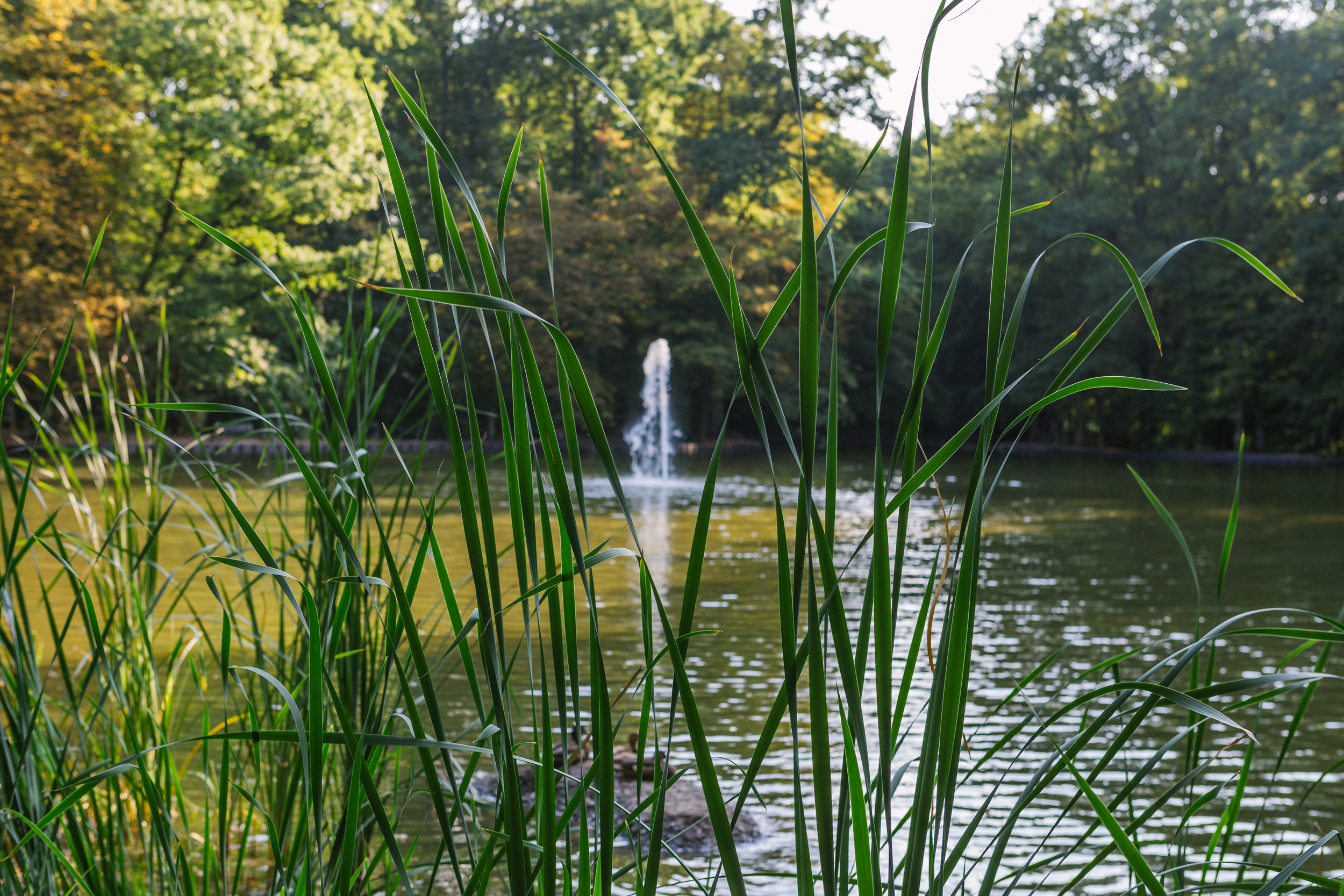 Stadtwald Köln: Natur genießen, Boot fahren, Tiere füttern