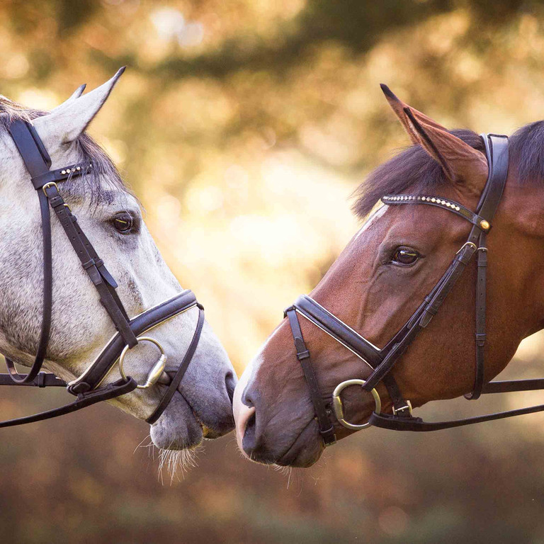 Niedersächsisches Landgestüt Celle
