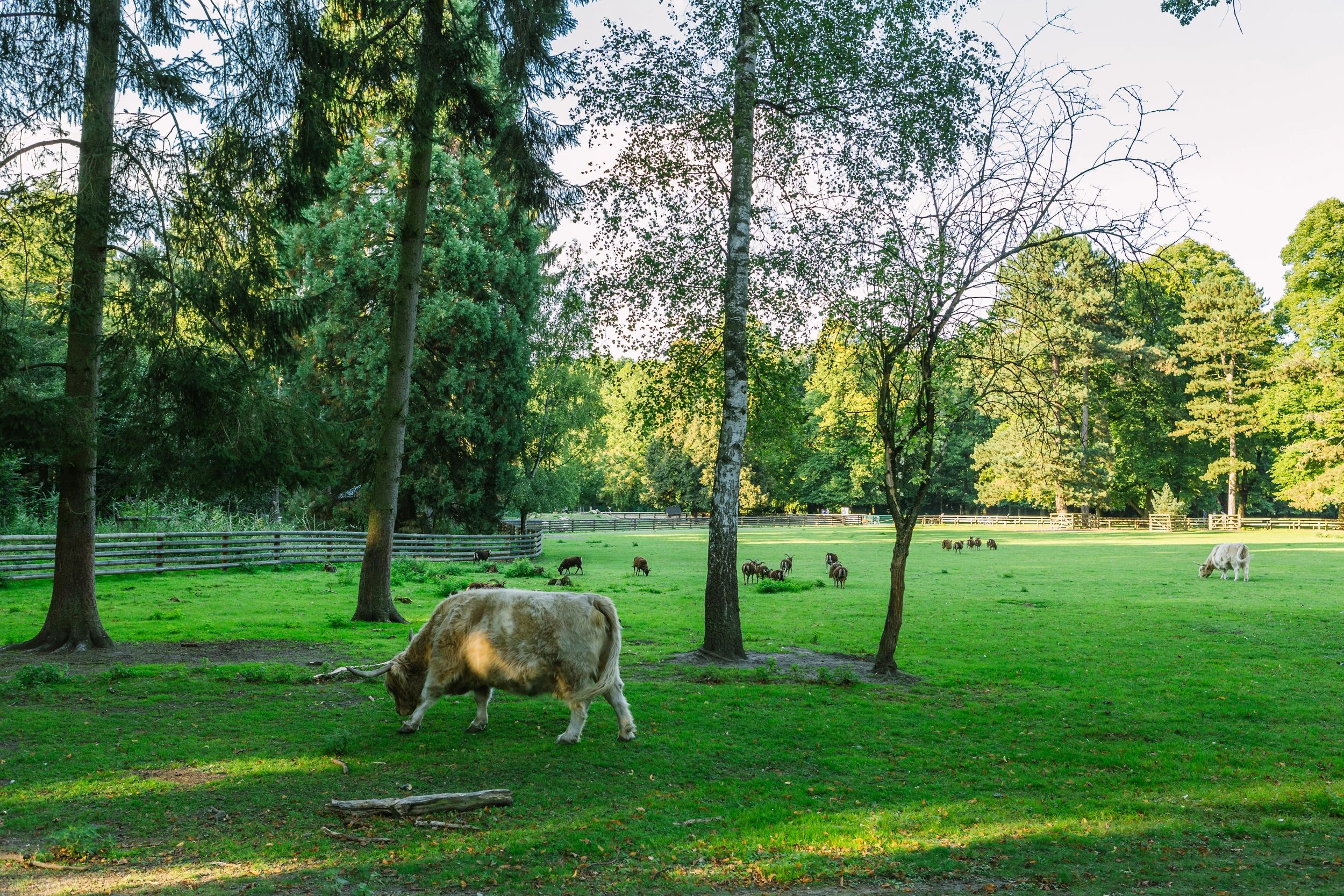 Stadtwald Köln: Natur genießen, Boot fahren, Tiere füttern
