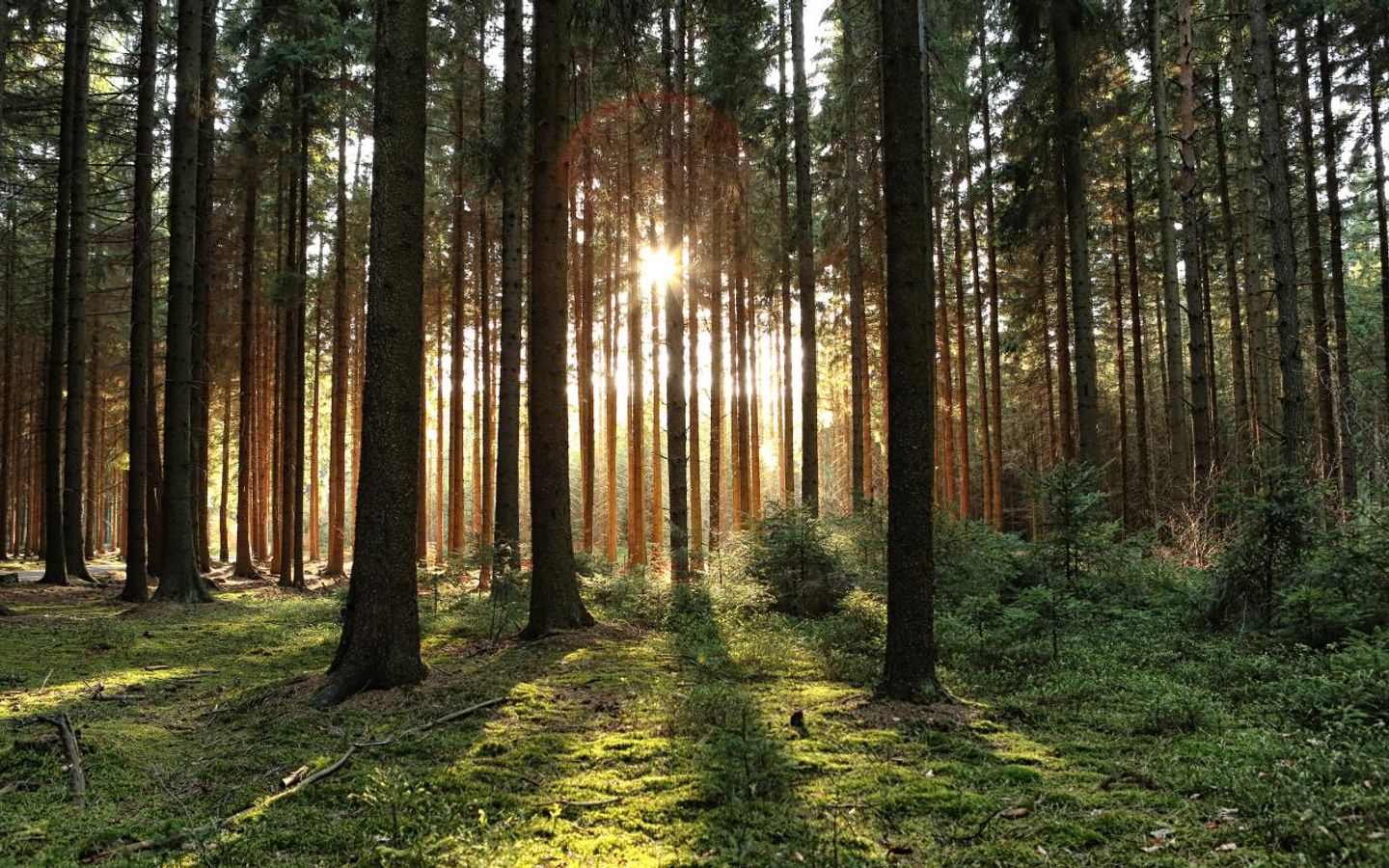 Forêt d&#39;Aix-la-Chapelle