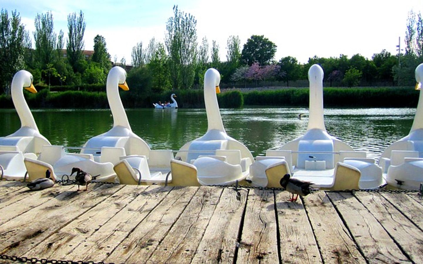 Tret- und Ruderbootfahren auf dem Hangeweiher in Aachen