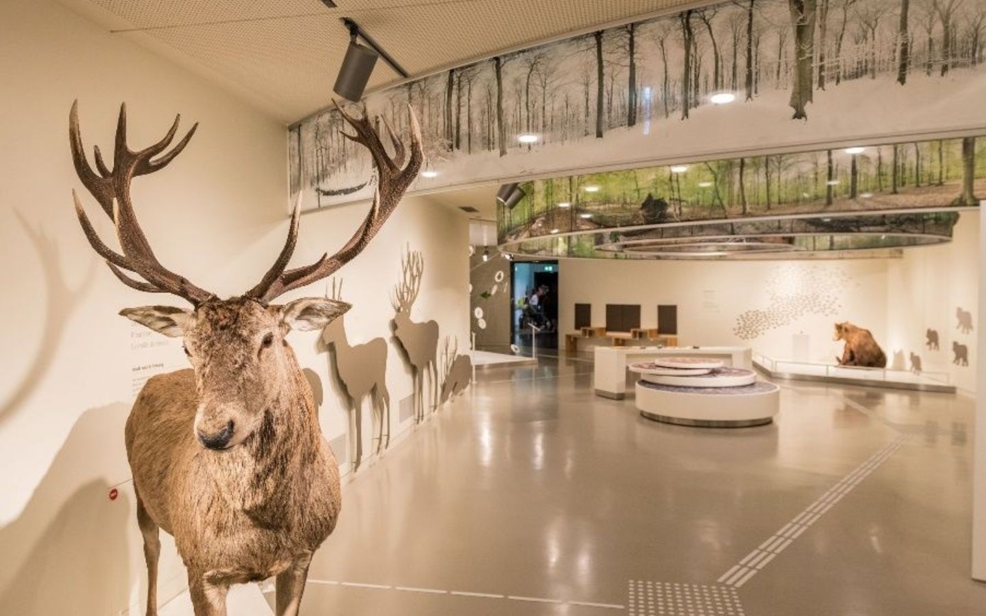 Wildnis(t)räume_Ausstellung 1(c) Vogelsang IP_Nationalpark-Zentrum Eifel.jpg