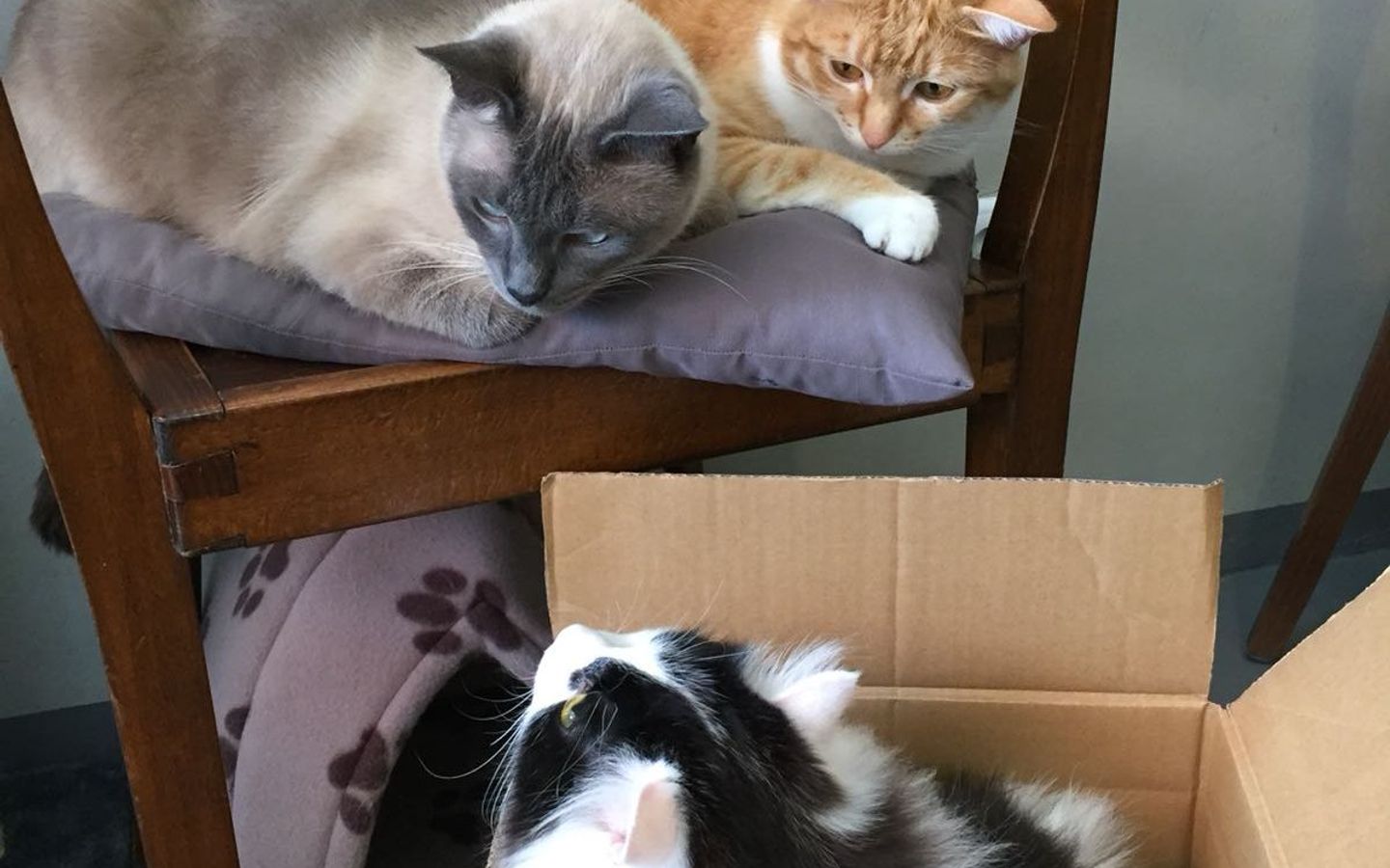 Das Katzencafé Aachen