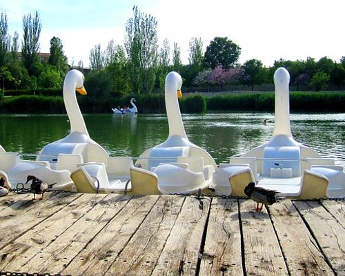 Tret- und Ruderbootfahren auf dem Hangeweiher in Aachen