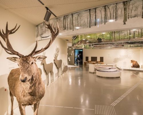 Wildnis(t)räume_Ausstellung 1(c) Vogelsang IP_Nationalpark-Zentrum Eifel.jpg