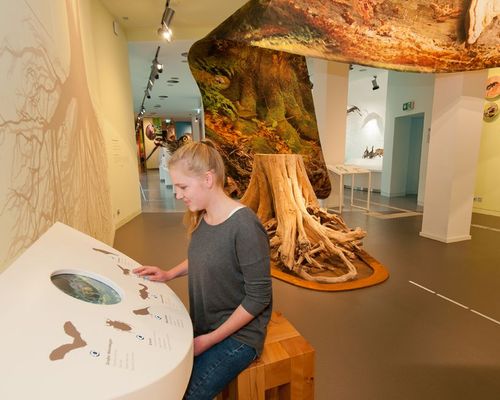 Wildnis(t)räume_Ausstellung 2 Nationalpark-Zentrum Eifel (c) Vogelsang IP-Roman Hövel.jpg