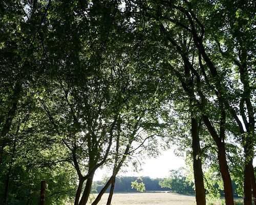 Waldbühne 1 (c) KuKuK e.V..jpg