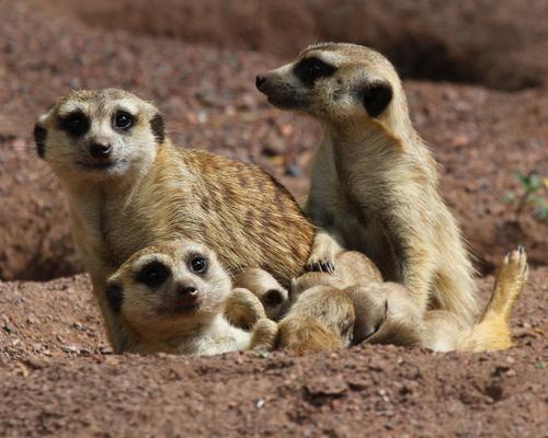 Aachener_Tierpark_Erdmännchen_Liz_Lück.JPG