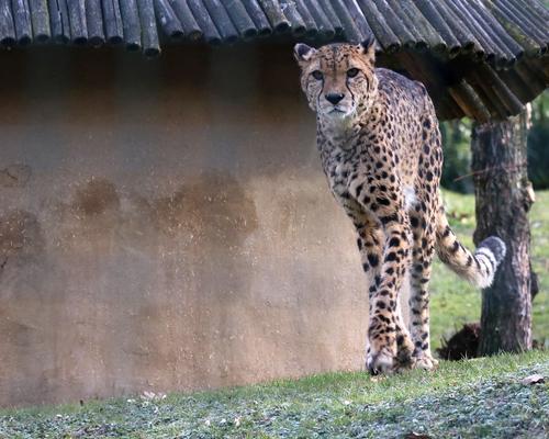 Aachener_Tierpark_Gepard_01_Liz_Lück.jpg