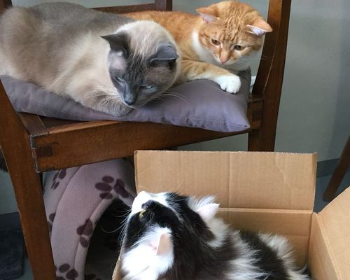 Das Katzencafé Aachen